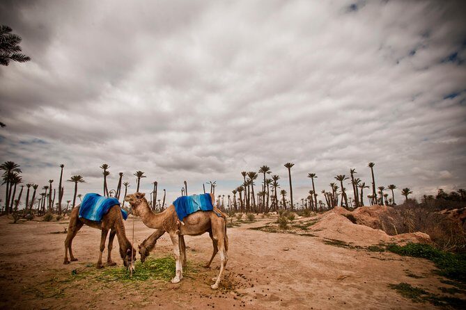 1.5-Hour Small-Group Camel Ride Excursion to Palm Grove from Marrakech - What to Expect on Your Camel Ride