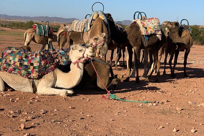 1.5-Hour Small-Group Camel Ride Excursion to Palm Grove from Marrakech - Authenticity & Cultural Insights