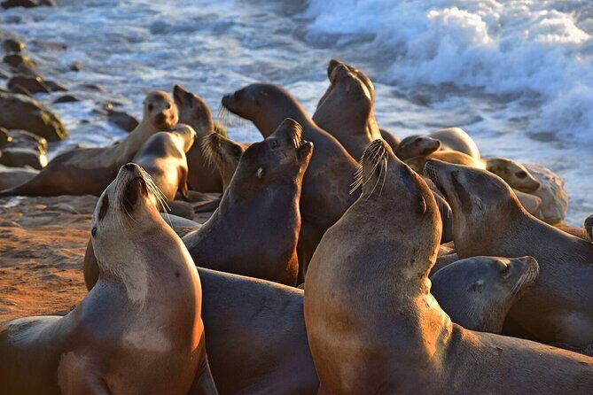 1.5 Hour Walking Tour from La Jolla in San Diego - Practical Tips & Considerations