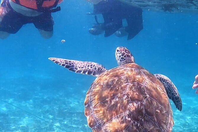 1.5 hours Snorkeling at Tulum's paradise reef - What Is This Snorkeling Tour All About?