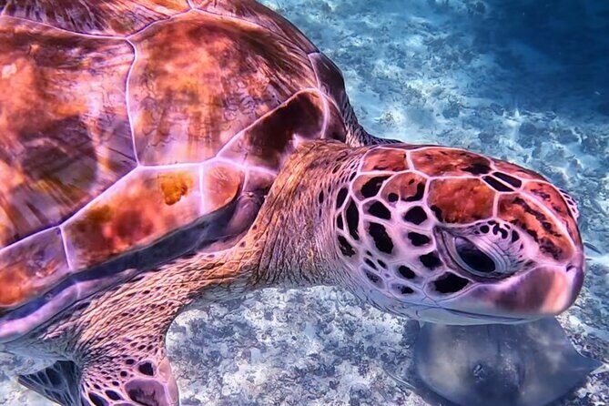 1.5 hours Snorkeling at Tulum's paradise reef - What Travelers Are Saying