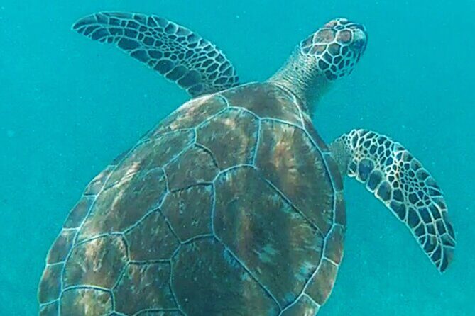 1.5 hours Snorkeling at Tulum's paradise reef - Frequently Asked Questions
