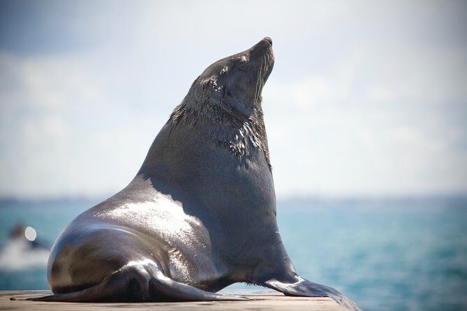 1.5hour Scenic and Wildlife luxury cruise - Who Would Love This Tour?