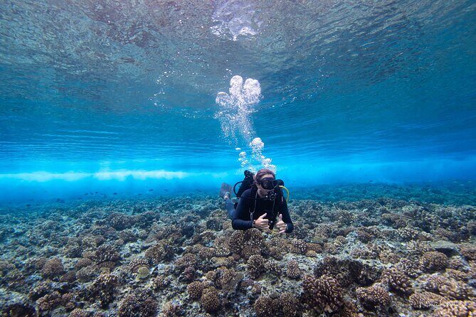 1 Afternoon Dive for Certified Divers in Bora Bora - Key Points