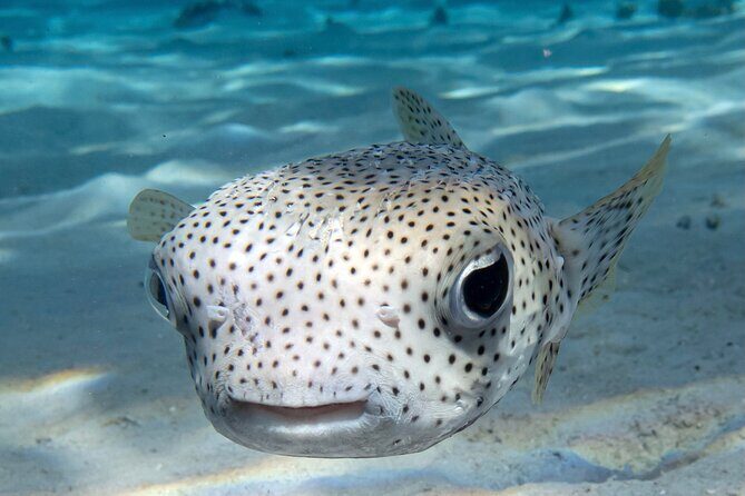 1 Afternoon Dive for Certified Divers in Bora Bora - An In-Depth Look at the Bora Bora Certified Diver Tour