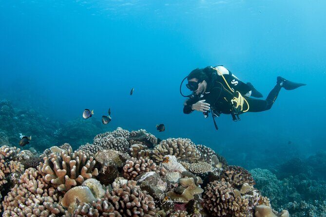 1 Afternoon Dive for Certified Divers in Bora Bora - FAQs