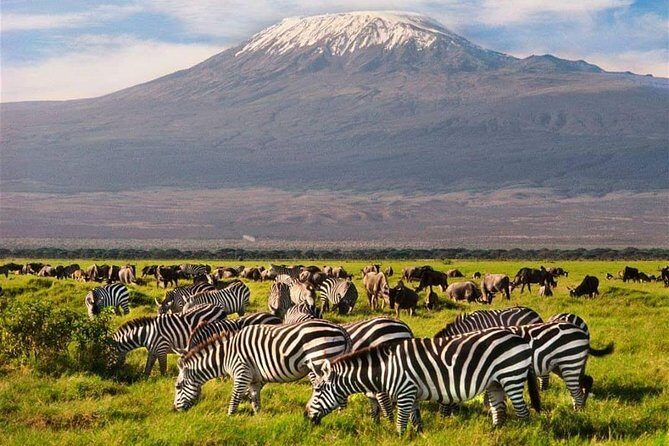 #1 Best Tanzania Safari Tarangire Day tour Adventure - An In-Depth Look at the Tarangire Day Tour
