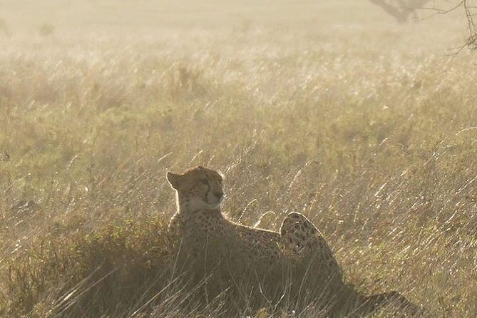 #1 Best Tanzania Safari Tarangire Day tour Adventure - The Sum Up: Is It Worth It?