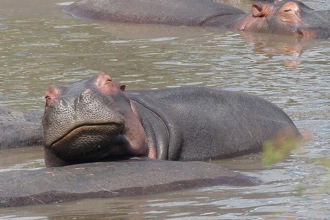 #1 Best Tanzania Safari Tarangire Day tour Adventure - FAQ