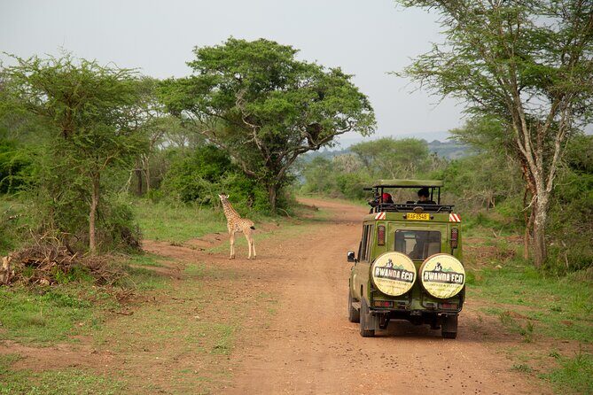 1 Day Akagera Game Drive Safari - Key Points