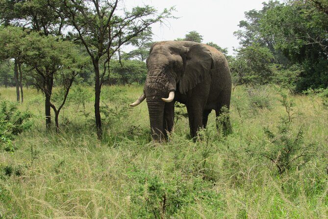 1 Day Akagera Game Drive Safari - What Makes This Safari Special?