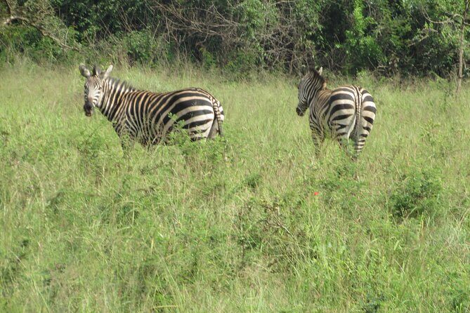 1 Day Akagera Game Drive Safari - Authenticity and the Value of the Experience
