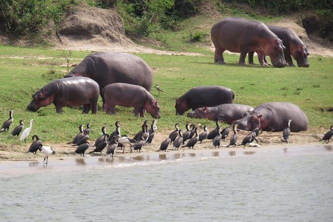 1 Day Akagera Game Drive Safari - Exploring the 1-Day Akagera Game Drive Safari: A Detailed Look