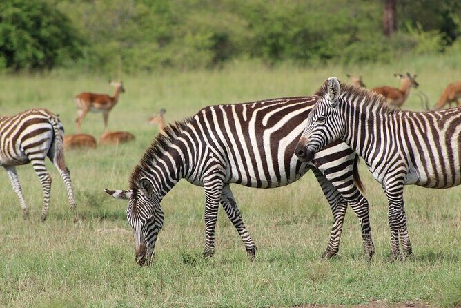 1 Day Akagera Game Drive Safari - What the Tour Offers: A Deep Dive into the Experience