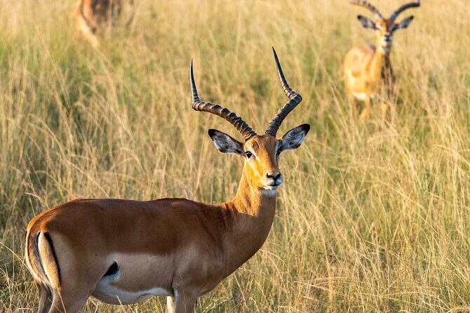 1-Day Akagera National Park Safari Experience - 1-Day Akagera National Park Safari Experience: A Detailed Review