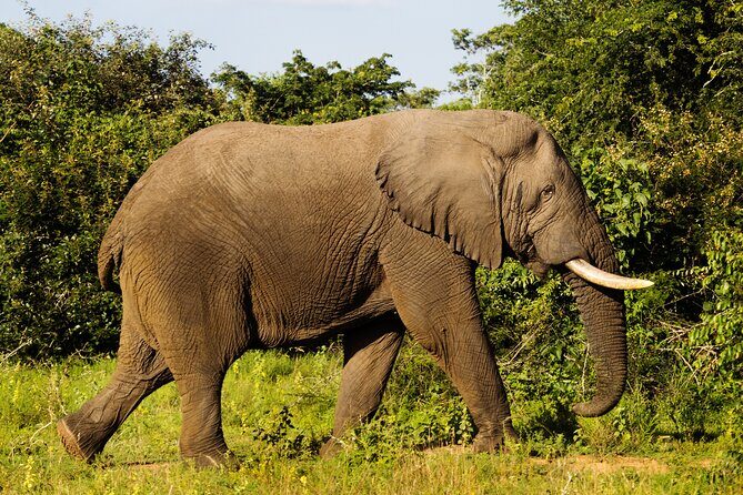 1-Day Akagera National Park Safari Experience - A Closer Look at the Itinerary