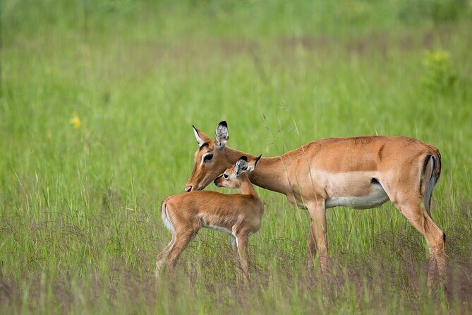 1-Day Akagera National Park Safari Experience - What Travelers Say