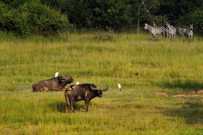 1-Day Akagera National Park Safari Experience - The Practical Side: Transportation, Timing & Group Size
