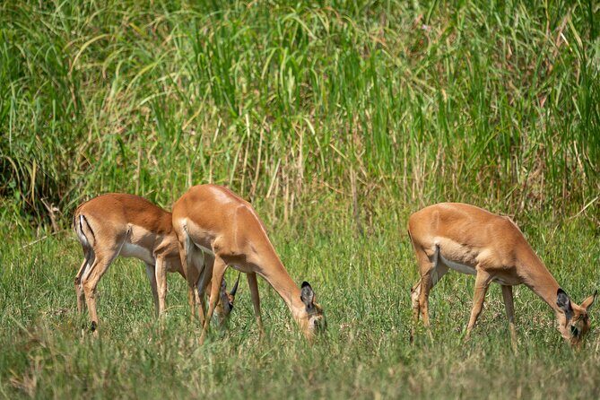 1-Day Akagera National Park Safari Experience - Who Should Consider This Tour?
