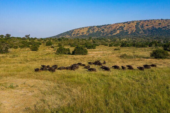 1-Day Akagera National Park Safari Experience - The Sum Up