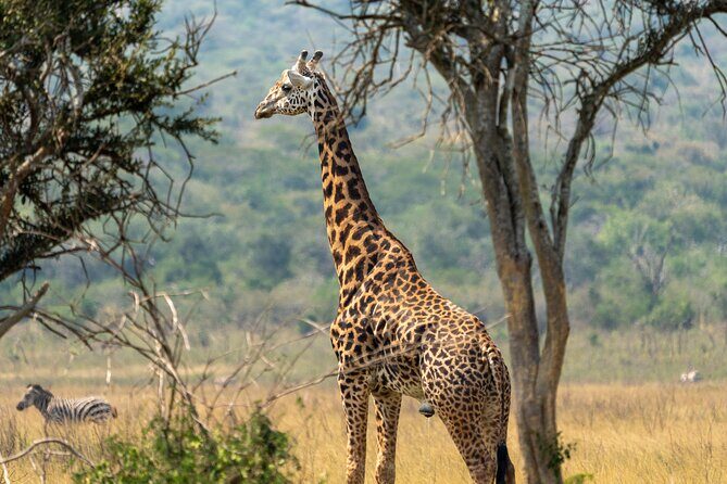 1-Day Akagera National Park Safari Experience - FAQ