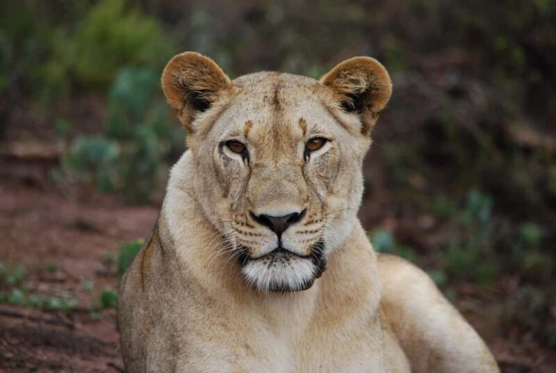 1 Day Akagera National Park Safari Package - An Honest Look at a Compact Wildlife Adventure