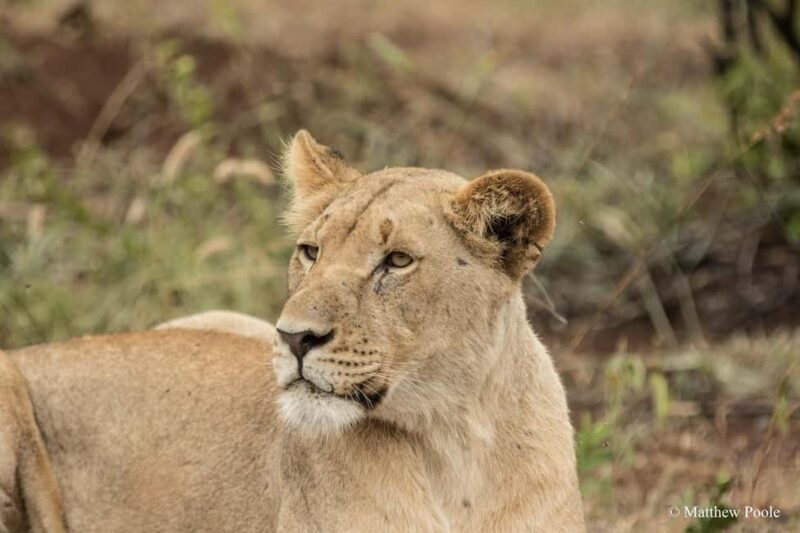 1 Day Akagera National Park Safari Package - Key Points