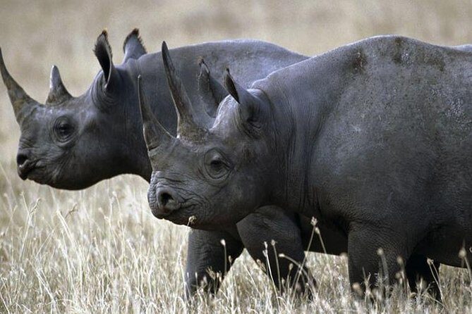 1 Day Akagera Wildlife Safari ( 2 Pax Min) - The Practicalities: What You Need to Know