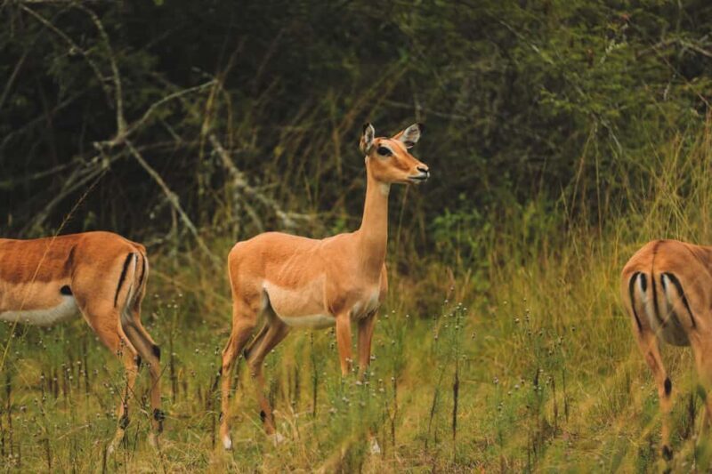 1 Day Akagera Wildlife Safari and Boat ride - Practical Details: What’s Included and What to Know