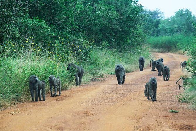 1 Day Akagera Wildlife Safaris Rwanda (2 Pax Min) - Key Points