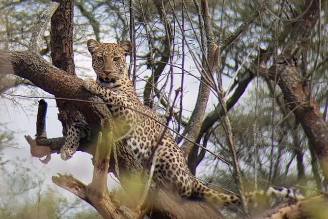 1 Day Akagera Wildlife Safaris Rwanda (2 Pax Min) - Authentic Experiences from Real Travelers