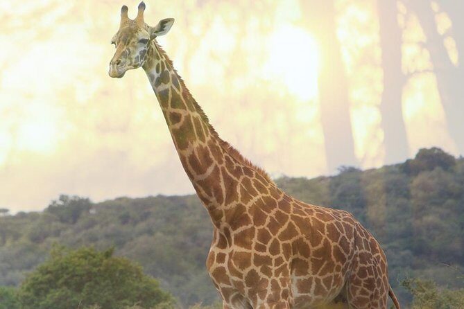 1 Day Akagera Wildlife Safaris Rwanda (2 Pax Min) - The Sum Up