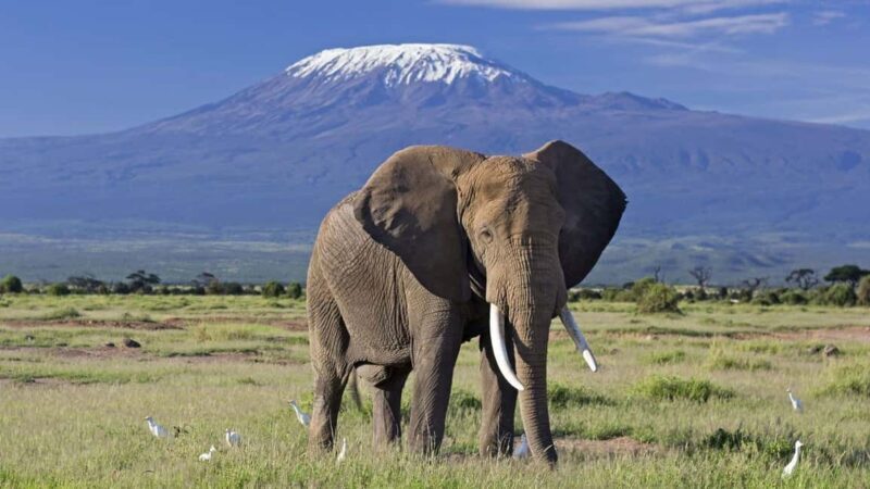 1 Day Amboseli National Park Tour With Masai Village Tour - The Value Proposition: Is It Worth It?