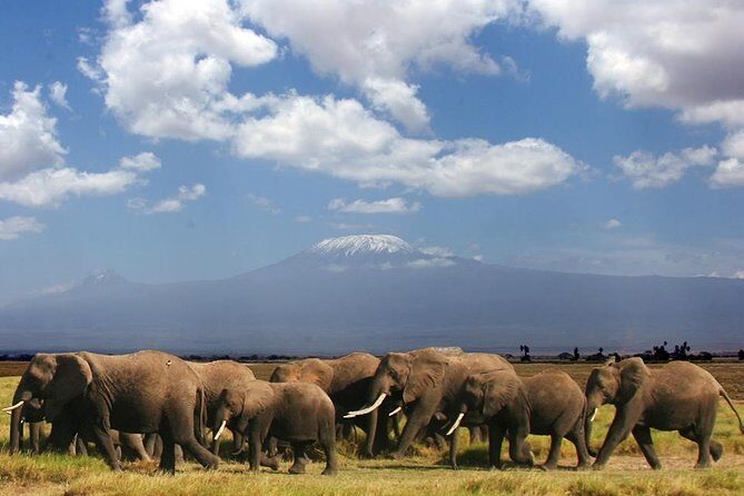 1-Day Amboseli Safari - Key Points