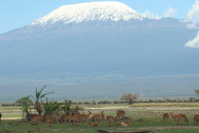 1-Day Amboseli Safari - What Travelers Say: Authentic Insights from Reviews