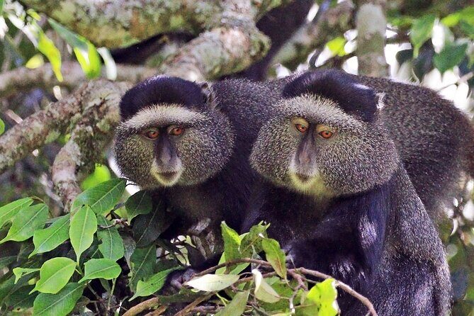 1 Day: Arusha National Park - Wildlife Encounters & Scenic Views