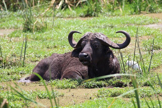 1 Day: Arusha National Park - Meals and Comfort