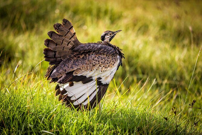 1 Day: Arusha National Park - Who Is This Tour Best For?