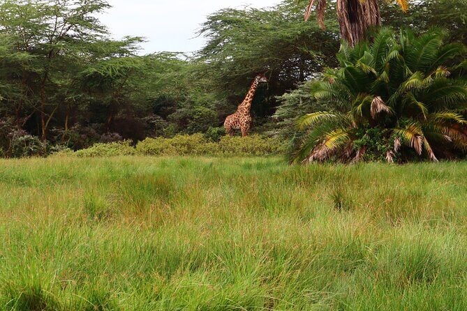 1 Day Arusha national park (Game drive and walking safari). - Vehicle Game Drive: Seeing the Park from a New Perspective