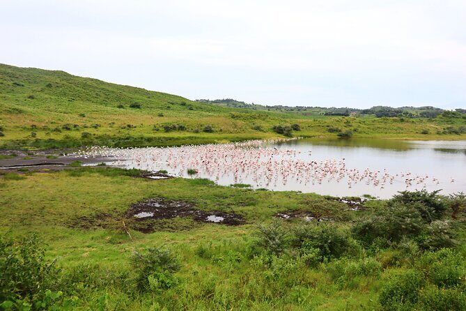 1 Day Arusha national park (Game drive and walking safari). - Final Thoughts: Is This Tour Worth It?
