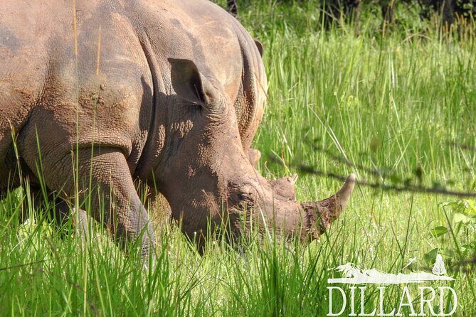 1 Day Budget Rhino Trekking at Ziwa Rhino Sanctuary - Introduction: What Makes This Tour Special?