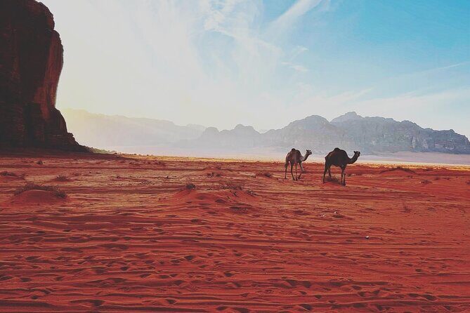 1 Day Camel tour with lunch - Key Points
