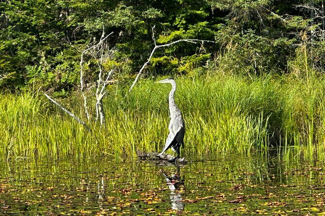 1 Day Canoeing Tour in Algonquin Park - FAQs