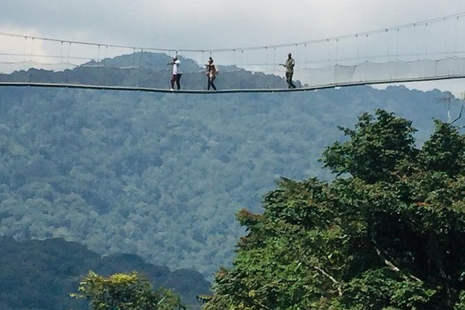 1 Day Canopy walk way in Nyungwe Natioinal park - A Close Look at the Experience — What to Expect