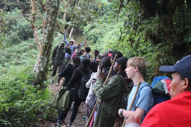1 Day Canopy walk way in Nyungwe Natioinal park - In The Sum Up