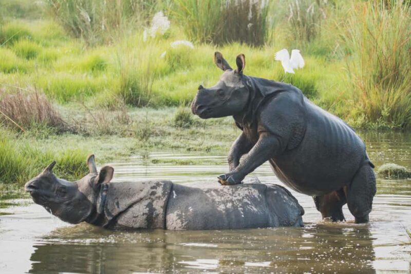 1 Day Chitwan: Jungle Safari, Canoe Ride, Tharu Dance Show - An In-Depth Look at the Chitwan Experience