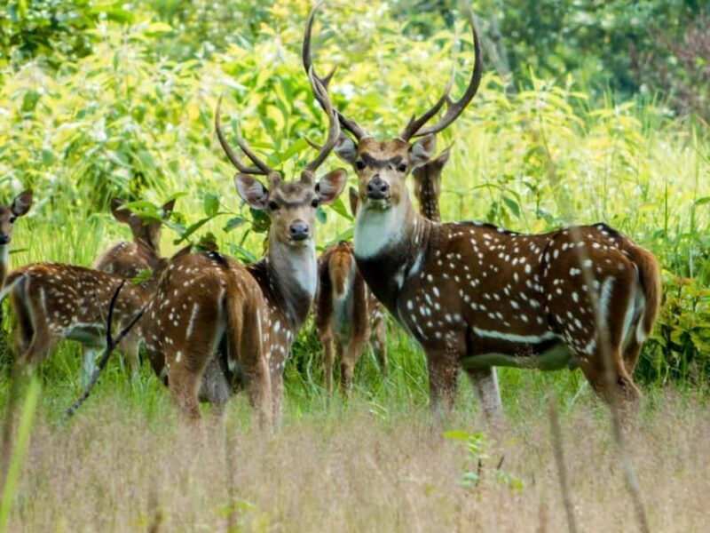 1 Day Chitwan: Jungle Safari, Canoe Ride, Tharu Dance Show - FAQs