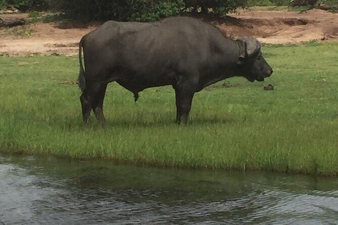 1 Day Chobe National Park Safari Experience - Key Points