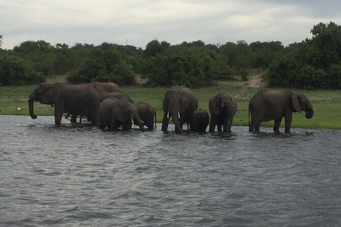 1 Day Chobe National Park Safari Experience - Who Is This Tour Best For?