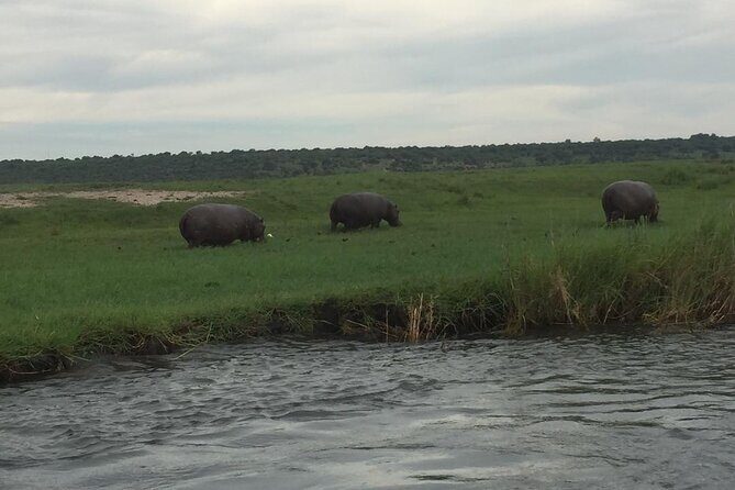1 Day Chobe National Park Safari Experience - Final Thoughts: Is This Safari Worth It?